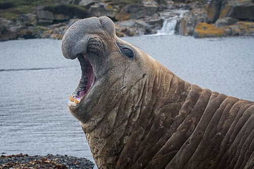 southern elephant seal